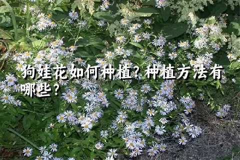 狗娃花如何种植？种植方法有哪些？