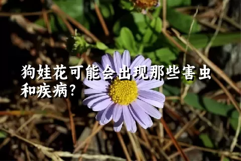 狗娃花可能会出现那些害虫和疾病？