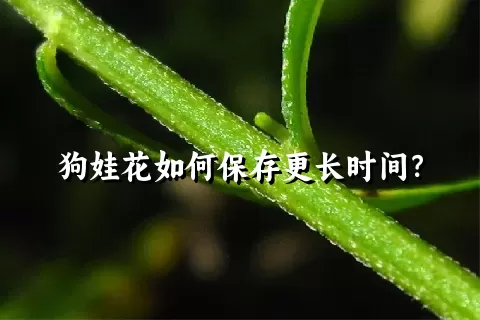 狗娃花如何保存更长时间？