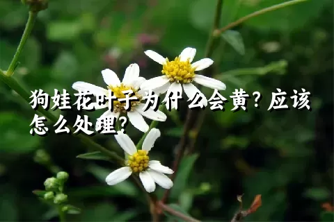 狗娃花叶子为什么会黄？应该怎么处理？