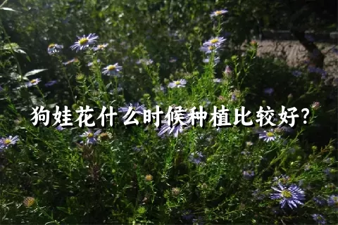 狗娃花什么时候种植比较好？