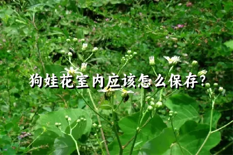 狗娃花室内应该怎么保存？