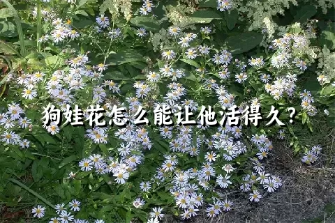 狗娃花怎么能让他活得久？