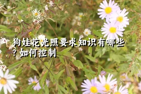 狗娃花光照要求知识有哪些？如何控制