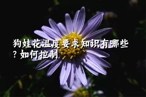 狗娃花温度要求知识有哪些？如何控制