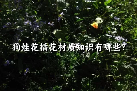 狗娃花插花材质知识有哪些？