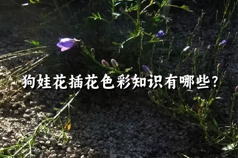 狗娃花插花色彩知识有哪些？