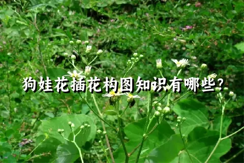 狗娃花插花构图知识有哪些？