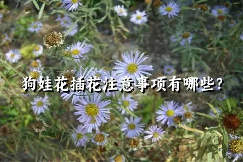 狗娃花插花注意事项有哪些？