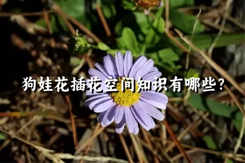 狗娃花插花空间知识有哪些？