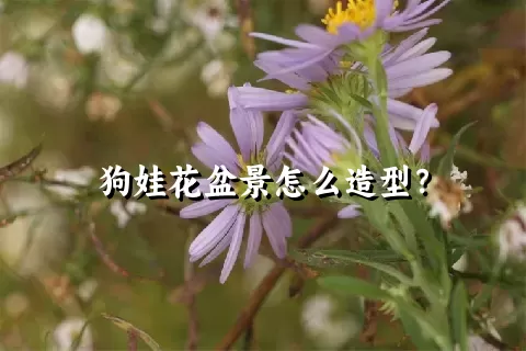 狗娃花盆景怎么造型？