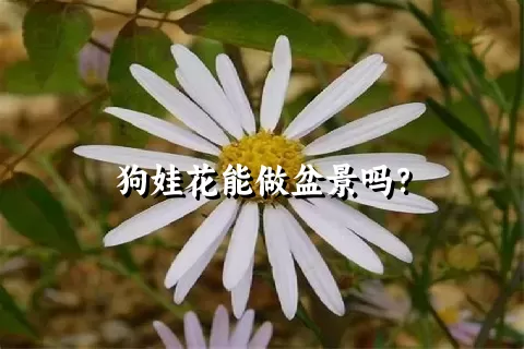 狗娃花能做盆景吗？