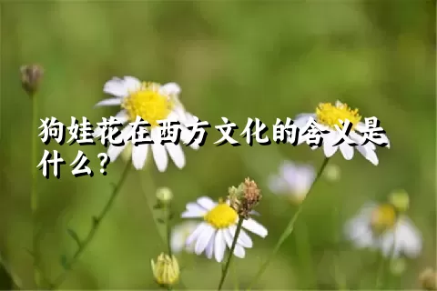 狗娃花在西方文化的含义是什么？