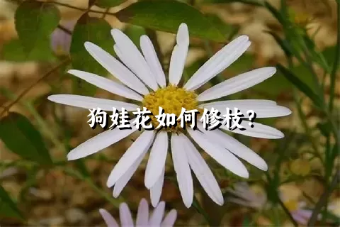 狗娃花如何修枝？