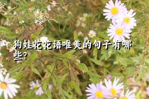 狗娃花花语唯美的句子有哪些？