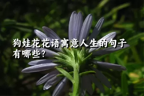 狗娃花花语寓意人生的句子有哪些？