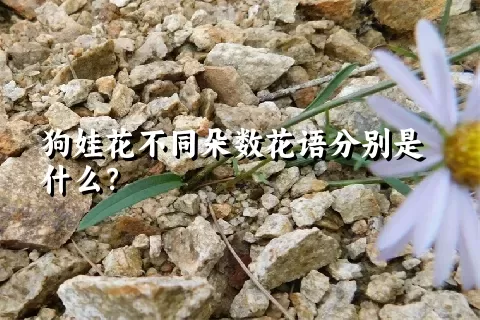 狗娃花不同朵数花语分别是什么？