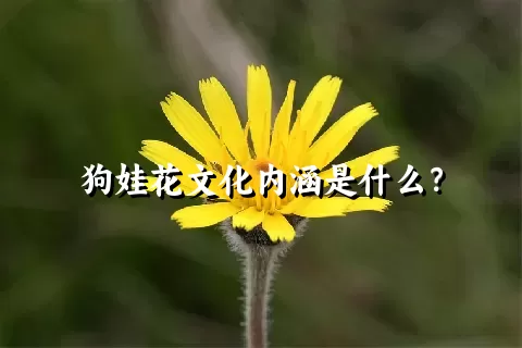 狗娃花文化内涵是什么？