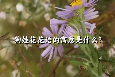 狗娃花花语的寓意是什么？