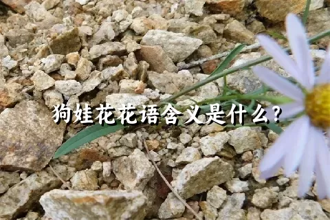 狗娃花花语含义是什么？