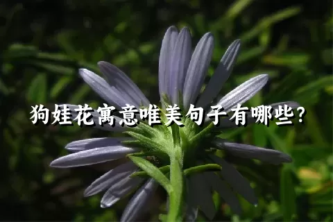 狗娃花寓意唯美句子有哪些？