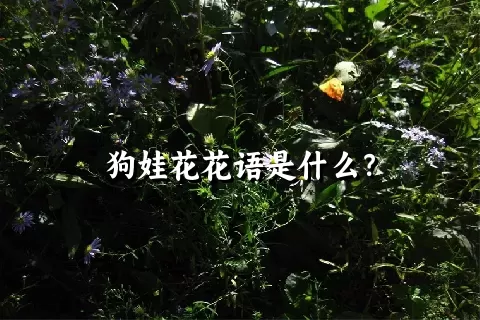 狗娃花花语是什么？