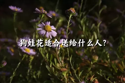 狗娃花适合送给什么人？