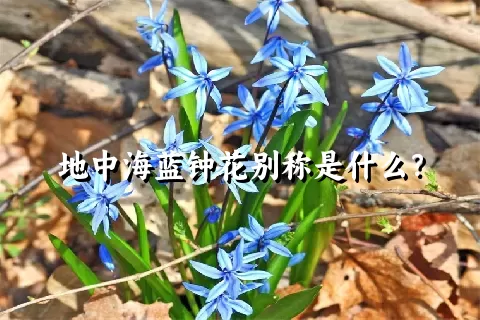 地中海蓝钟花别称是什么？