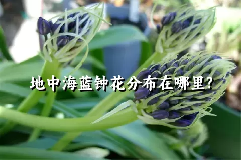 地中海蓝钟花分布在哪里?