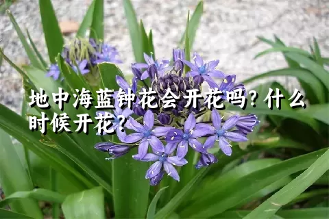 地中海蓝钟花会开花吗？什么时候开花？