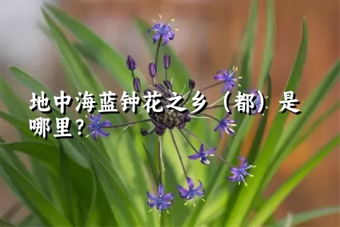 地中海蓝钟花之乡（都）是哪里？