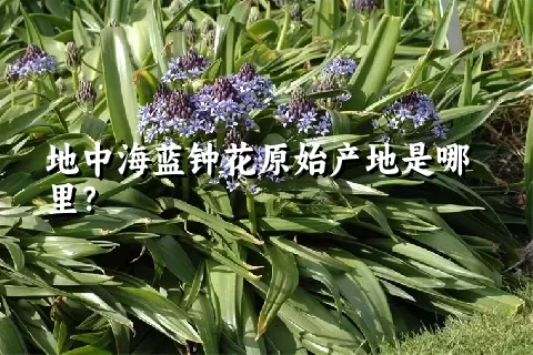 地中海蓝钟花原始产地是哪里？