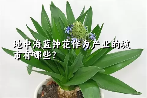 地中海蓝钟花作为产业的城市有哪些？