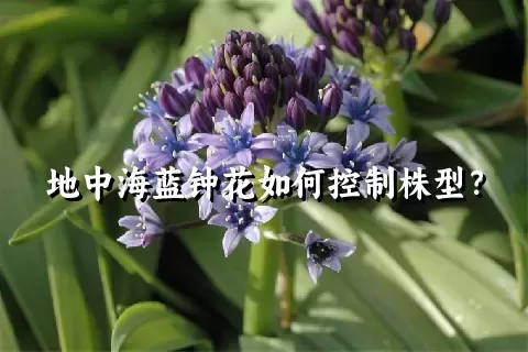 地中海蓝钟花如何控制株型？