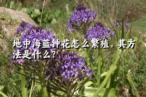 地中海蓝钟花怎么繁殖，其方法是什么？