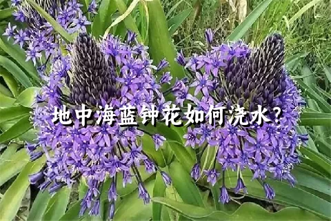 地中海蓝钟花如何浇水？