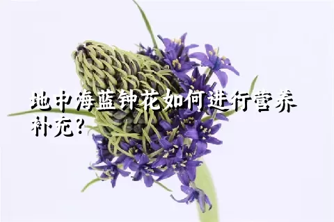 地中海蓝钟花如何进行营养补充？