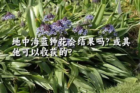 地中海蓝钟花会结果吗？或其他可以收获的？