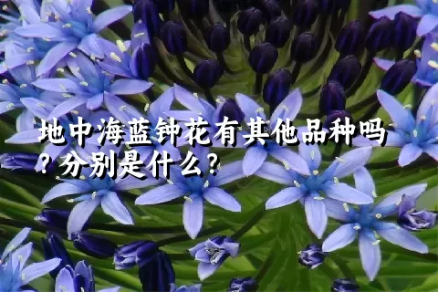 地中海蓝钟花有其他品种吗？分别是什么？