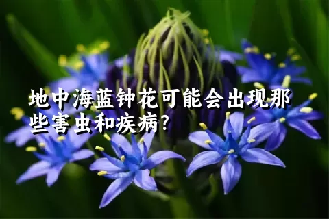 地中海蓝钟花可能会出现那些害虫和疾病？