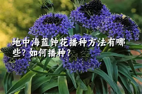 地中海蓝钟花播种方法有哪些？如何播种？