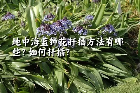 地中海蓝钟花扦插方法有哪些？如何扦插？