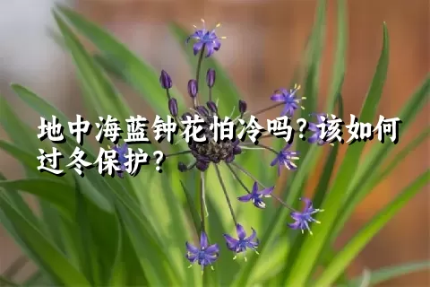 地中海蓝钟花怕冷吗？该如何过冬保护？