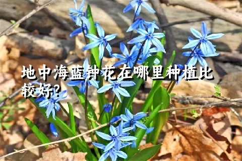 地中海蓝钟花在哪里种植比较好？