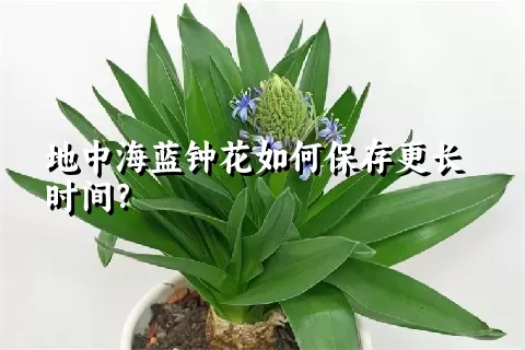 地中海蓝钟花如何保存更长时间？