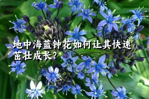 地中海蓝钟花如何让其快速茁壮成长？