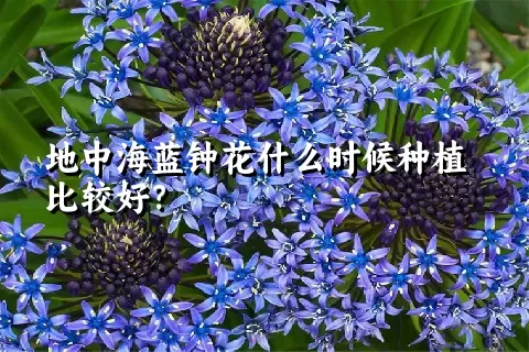 地中海蓝钟花什么时候种植比较好？