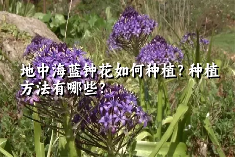 地中海蓝钟花如何种植？种植方法有哪些？