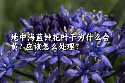 地中海蓝钟花叶子为什么会黄？应该怎么处理？