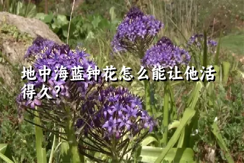 地中海蓝钟花怎么能让他活得久？